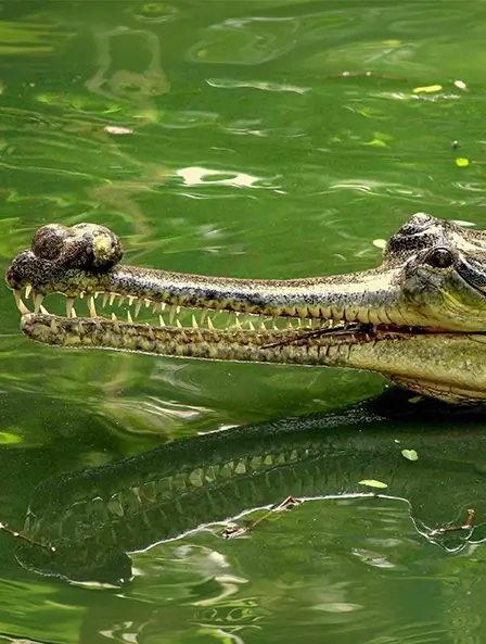 Madras Crocodile Bank